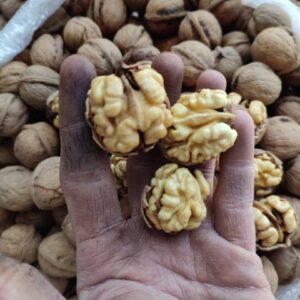 گردو درجه یک