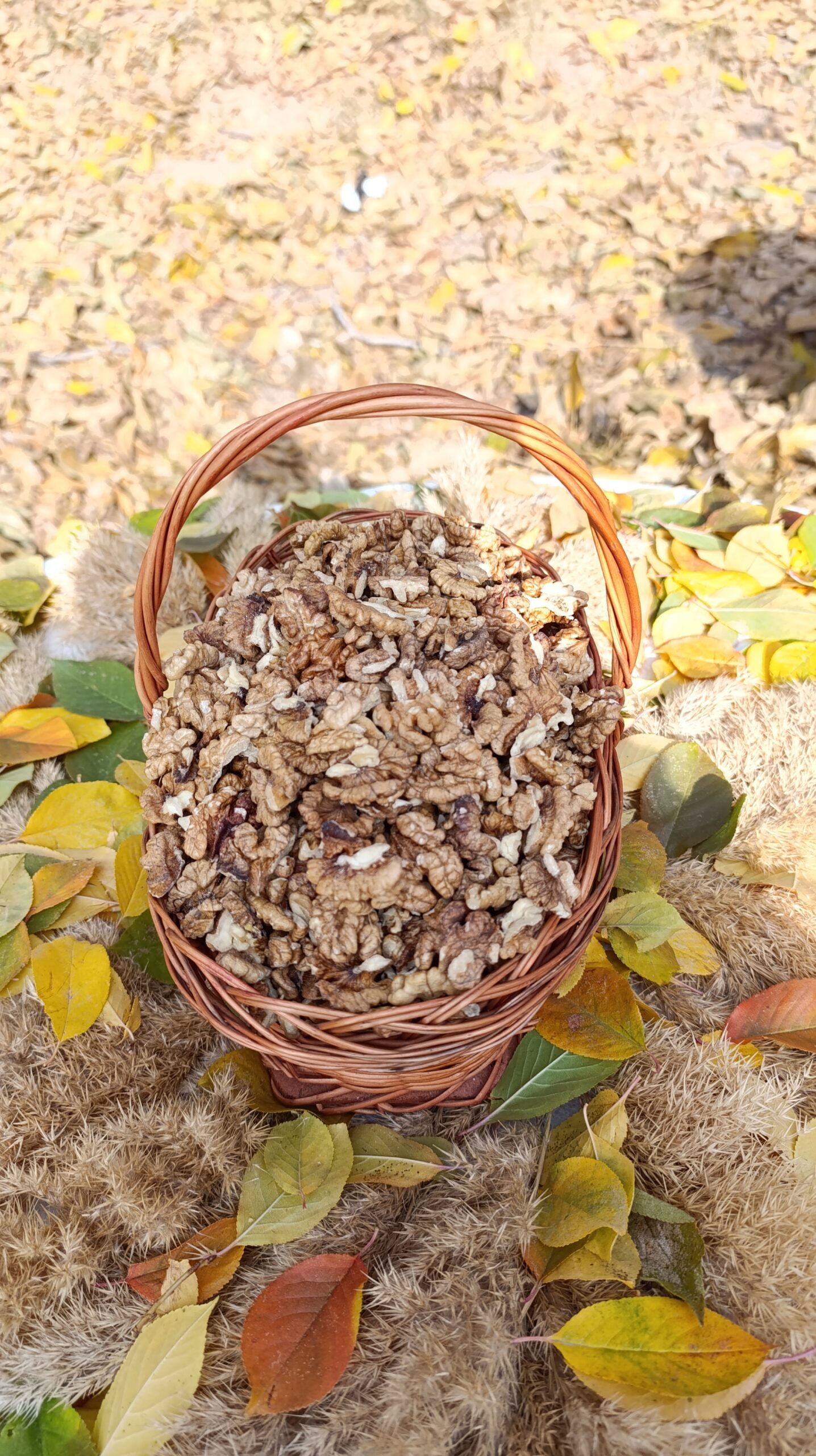 مغز گردوی فسنجونی لوکس(کِرم رنگ)