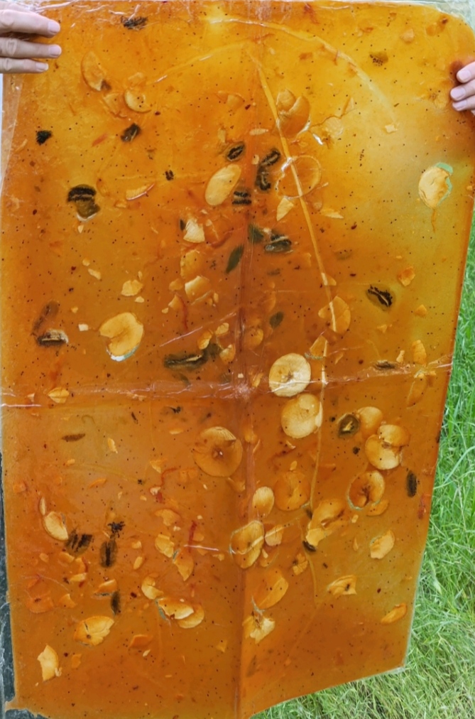 لواشک استوایی